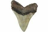 Serrated, Fossil Megalodon Tooth - North Carolina #236744-2